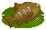 Tambaqui image from NiaMeowDB
