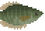 Snakeskin Gourami image from NiaMeowDB