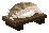 Longnose Saw Shark image from NiaMeowDB