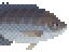 Tilapia image from NiaMeowDB